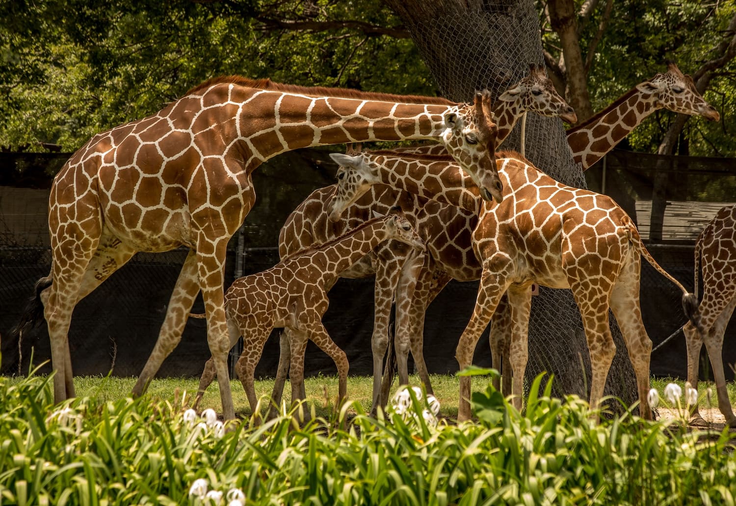 Fort Worth Zoo Giraffes
